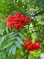 rowan fruits ripened on the tree in summer