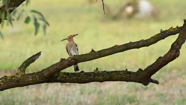 Beautiful hoopoe, Eurasian hoopoe Upupa epops in the wild.