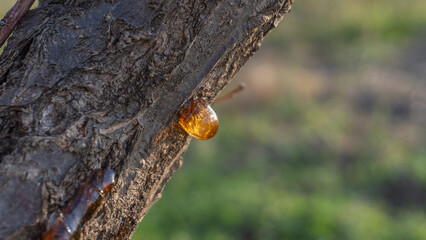 Turpentine on the tree trunk
Excess on the trunk of the tree