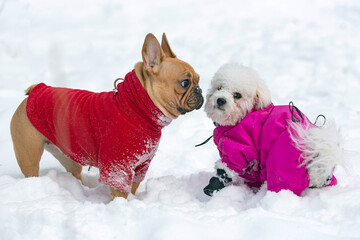 Dogs of the French Bulldog and Bichon Frize breeds play in the snow in a winter park.