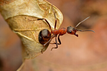 red angry ant on a leaf_11