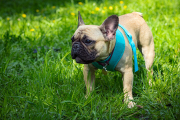 A dog of the French bulldog breed is playing in the park on the green grass...
 - obrazy, fototapety, plakaty