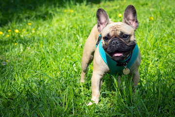 Fototapeta premium A dog of the French bulldog breed is playing in the park on the green grass... 