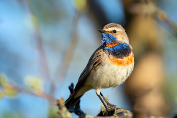 Bluethroat, Luscinia svecica, Cyanecula svecica. Early in the morning the male bird sits on a stalk of a plant and sings.