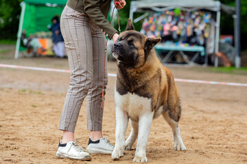 American Akita dog at a dog show