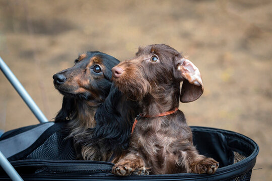 A pair of dachshund dogs looking out of a bag