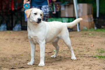 Young champion Labrador Retriever at a dog show