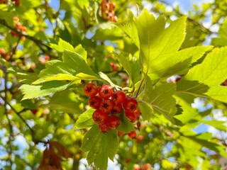 the fruits of red viburnum ripened on the tree