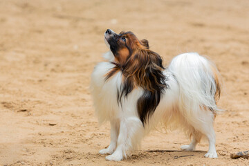 A Papillon dog plays on a sandy field