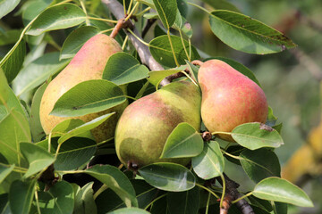 Pears ripen on the tree branch.