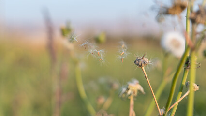 bee on a flower