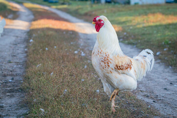White rooster walks freely along the street in the village