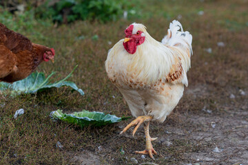 White rooster walks freely along the street in the village