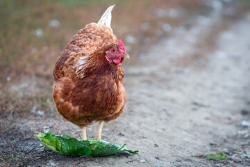 One young brown  hen chicken portrait
