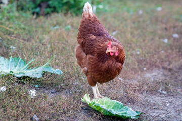 One young brown  hen chicken portrait