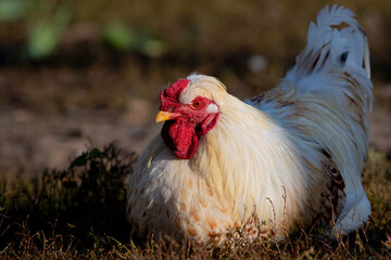 White rooster walks freely along the street in the village