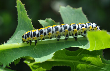 In nature, the plant caterpillars butterfly Cucullia (Cucullia) pustulata