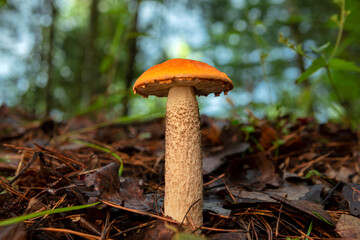 Leccinum aurantiacum growing in forest