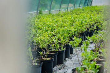 Pots of to sprout trees to sale at a garden center