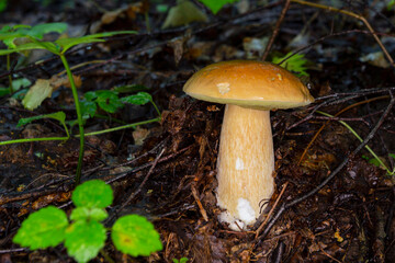 Big white mushroom in summer forest.