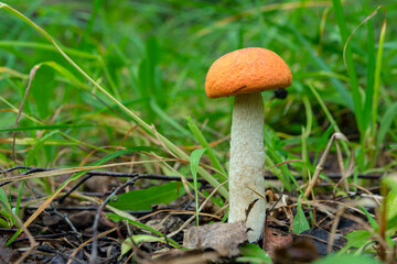 Leccinum aurantiacum growing in forest