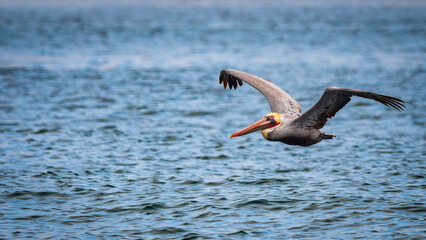 Pelican skimming over the ocean