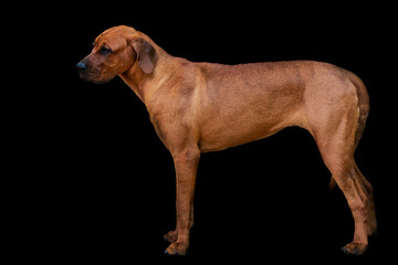 Tosa Inu in front of a black background
