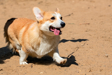 Corgi dog at a dog show. Walking a Pembroke Corgi Dog