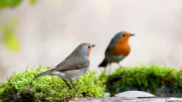 Garden Birds. Robin Erithacus rubecula in the wild. Songbird close up. A bird drinks water. Slow motion.