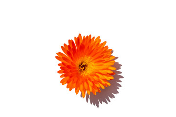 orange flower white background