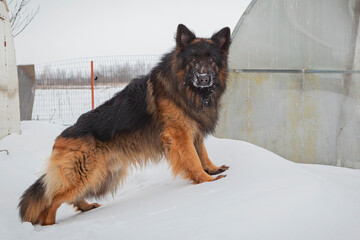 Long-haired German Shepherd close-up in winter against the background of snow.
