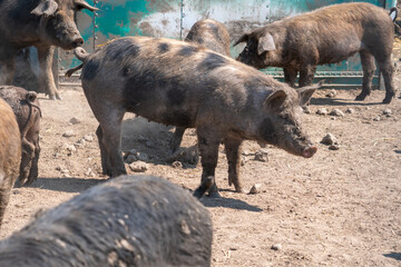 Pigs in the dirt at open farm, hot summer evening. Livestock agriculture, hilarious dirty hogs in ranch mud. Domestic pigs livestock at free range.