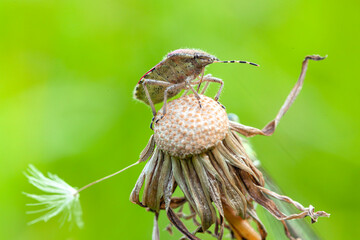 There is a bug sitting on a dandelion.