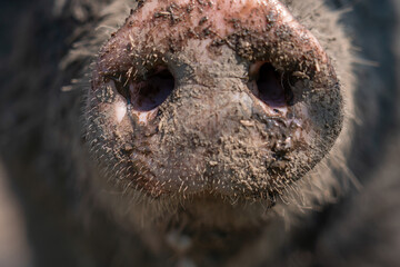 Pig snout in the dirt close up portrait. Open farm, dirty hog face in ranch mud. Domestic pig...