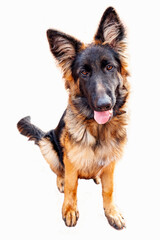 Young male German Shepherd on a white background.