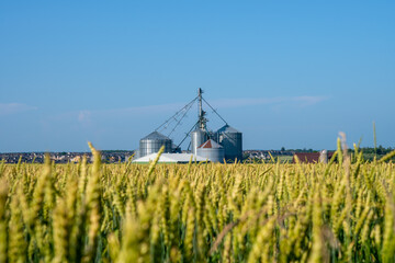wheat, wheat field,
