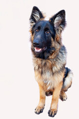 Young male German Shepherd on a white background.