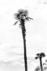 tall palm trees on a summer day in black and white image. Background photo for the poster