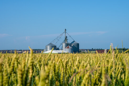 wheat, wheat field,
