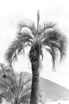 date palm tree in black and white image. Elegant tropical plants