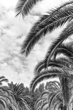 palm leaves in black and white image. Elegant tropical plants