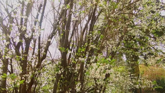 white petals falling off the cherry tree, spring b