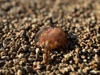 Beached Jellyfish, N°2