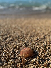 Beached Jellyfish, N°3