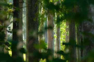 green cypress forest in the morning