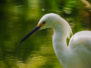 Close up of a white heron with a pond in the background