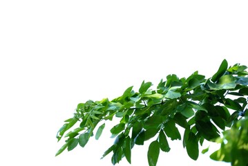 A Tropical tree with leaves branches and sunlight, on white isolated background for green foliage backdrop 