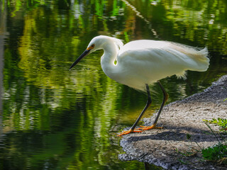 White Heron looking at the water of a pond
