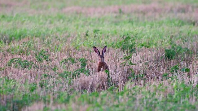 Wild European Hare Lepus Europaeus eats grass in the wild.
