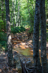 Vertical image of a small river in a forest with red water and stone in a Devil's Town (Djavolja Varos) in Serbia.